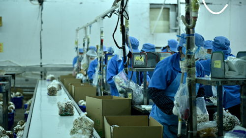 走進大灣區(qū) 菜籃子 生產(chǎn)基地 粵北首家工廠化栽培的食用菌企業(yè)